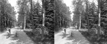 859082 Gezicht op een fietspad door een bos, vermoedelijk in de omgeving van Zeist.
